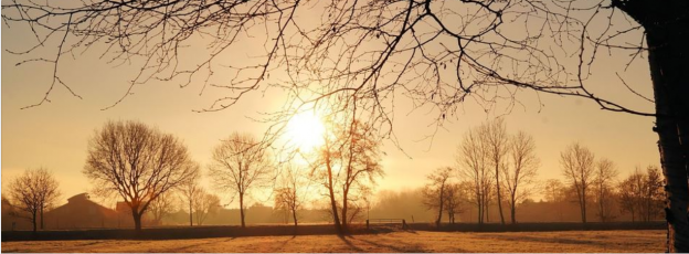 Winter trees at dawn