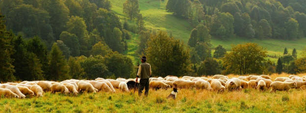 Shepherd with flock