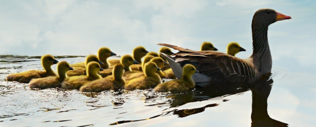 Ducklings with mother duck