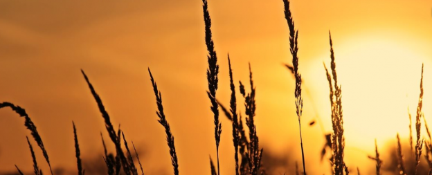 Wheat at sunset