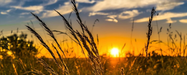 Sunset through field of wheat