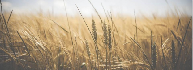 field of wheat