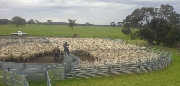 Sheep herded in a pen