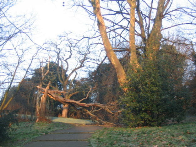 Fallen tree in Maryon Park